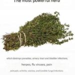 THIS burns weeds in 1 day! They NEVER grow again