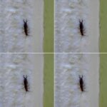How to Clean Your Toilet Flush and Make It Look Like New