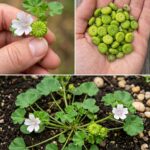 12 natural ingredients packed with melatonin for peaceful nights