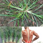 If you have this leaf, you actually have gold but you don’t know! Most people don’t…