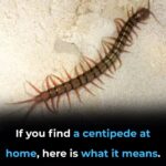Ants can’t stand it! Use it to keep them away for good.