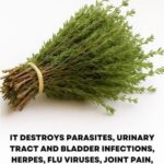 Warning! If you have found this insect (silverfish) in your home, it’s a sign that you need to…see more…